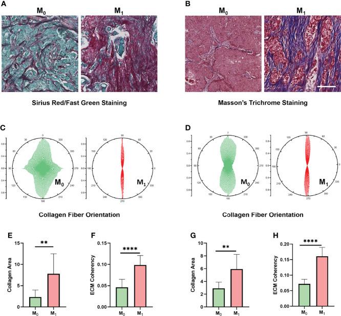 https://cdn.ncbi.nlm.nih.gov/pmc/blobs/20bd/9237245/a2b8becb0f43/fimmu-13-904418-g007.jpg