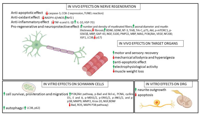 https://cdn.ncbi.nlm.nih.gov/pmc/blobs/20c0/9102183/8e87bd2fb7ca/ijms-23-05177-g003.jpg
