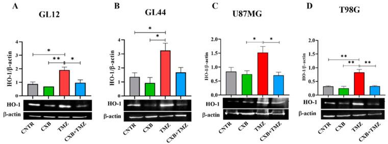 https://cdn.ncbi.nlm.nih.gov/pmc/blobs/20cc/12024373/1875a2720f5b/antioxidants-14-00459-g004.jpg