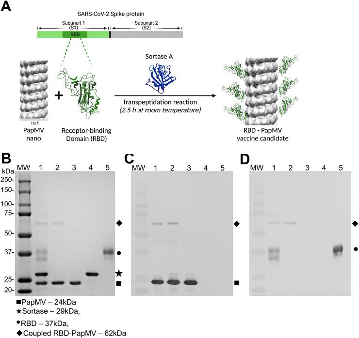 https://cdn.ncbi.nlm.nih.gov/pmc/blobs/20cc/9287509/53ea5c12b720/gr1_lrg.jpg