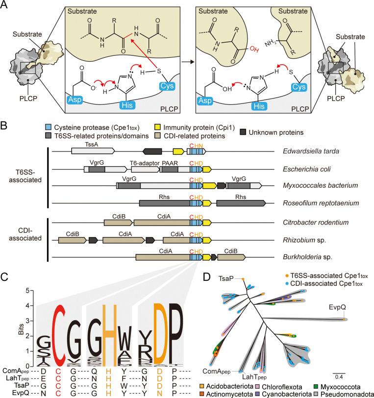 https://cdn.ncbi.nlm.nih.gov/pmc/blobs/20d2/12136450/302a73de0908/pbio.3003208.g001.jpg