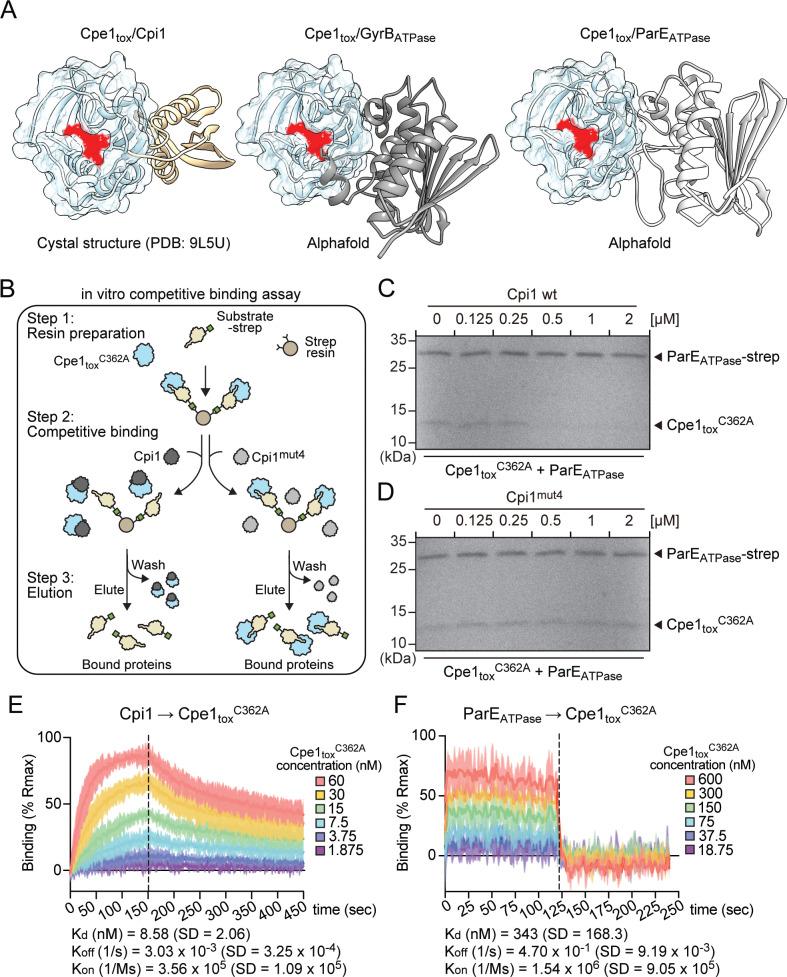 https://cdn.ncbi.nlm.nih.gov/pmc/blobs/20d2/12136450/997955d30db1/pbio.3003208.g005.jpg