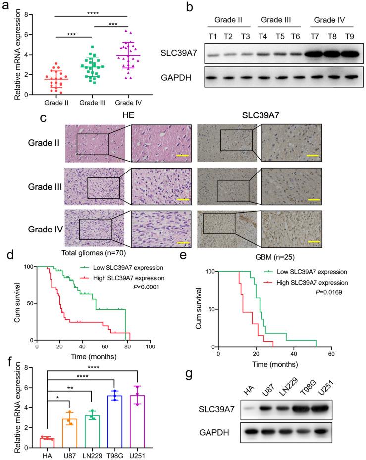 https://cdn.ncbi.nlm.nih.gov/pmc/blobs/20d3/8210565/503c3bca1a13/jcav12p4530g002.jpg