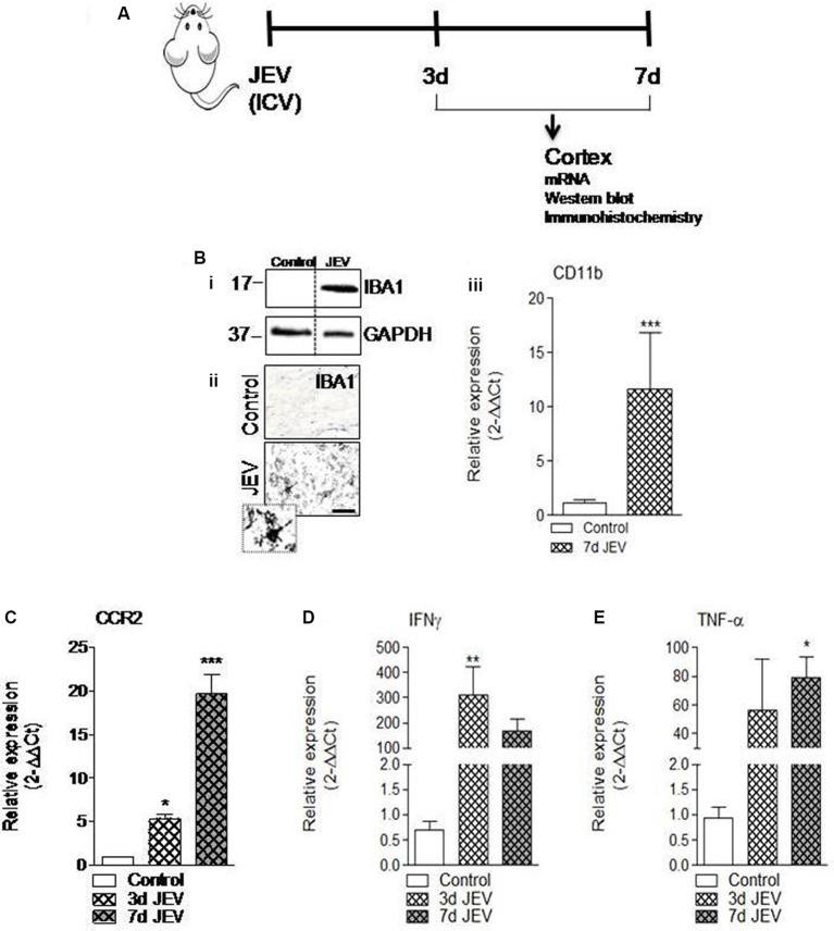 https://cdn.ncbi.nlm.nih.gov/pmc/blobs/20d6/7439097/36ecef079faf/fncel-14-00230-g0001.jpg