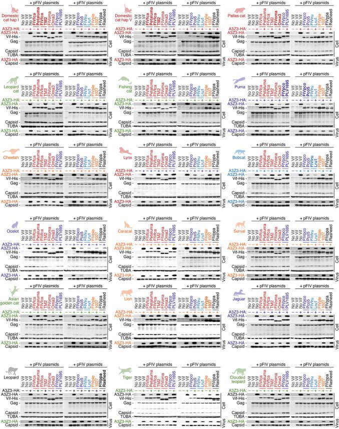 https://cdn.ncbi.nlm.nih.gov/pmc/blobs/20d7/8437355/40db1c3efc19/jvi.00178-21-f0005.jpg