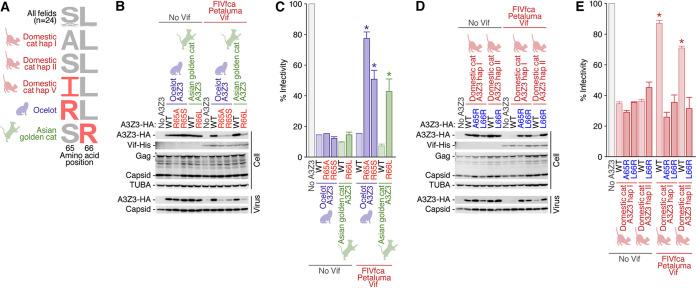 https://cdn.ncbi.nlm.nih.gov/pmc/blobs/20d7/8437355/d12b82aff7e1/jvi.00178-21-f0008.jpg
