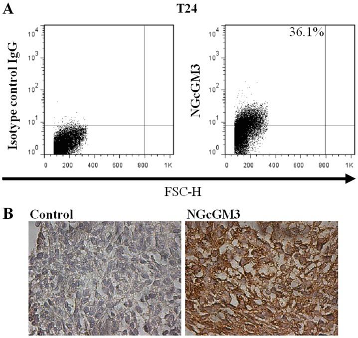 https://cdn.ncbi.nlm.nih.gov/pmc/blobs/20d8/6396118/0ecd187e0232/ol-17-03-3141-g05.jpg