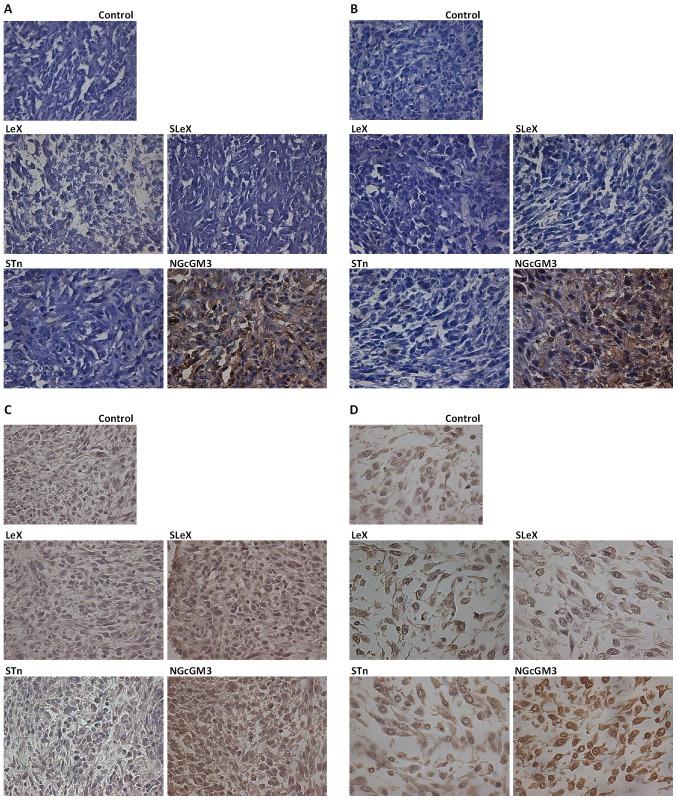 https://cdn.ncbi.nlm.nih.gov/pmc/blobs/20d8/6396118/142cc75e3fc7/ol-17-03-3141-g04.jpg
