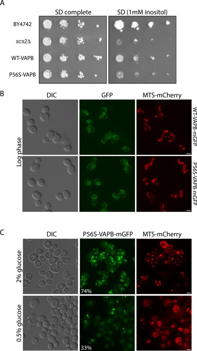 https://cdn.ncbi.nlm.nih.gov/pmc/blobs/20dd/11772500/43cc992b0fad/LSA-2024-02907_FigS1.jpg