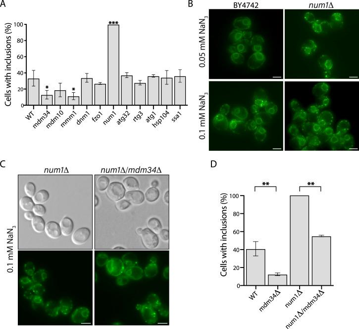 https://cdn.ncbi.nlm.nih.gov/pmc/blobs/20dd/11772500/6702e391144b/LSA-2024-02907_Fig6.jpg