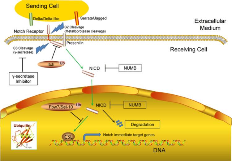 https://cdn.ncbi.nlm.nih.gov/pmc/blobs/20dd/12327379/892ee3977d1a/cureus-0017-00000087436-i03.jpg