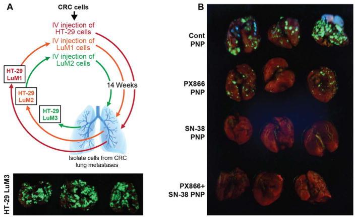 https://cdn.ncbi.nlm.nih.gov/pmc/blobs/20de/5908241/fc3cd2098614/nihms958648f5.jpg