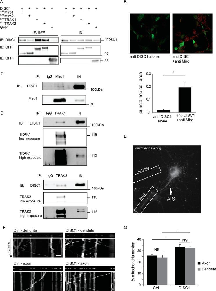 https://cdn.ncbi.nlm.nih.gov/pmc/blobs/20e1/4705382/38e476294422/zbc0031634230001.jpg
