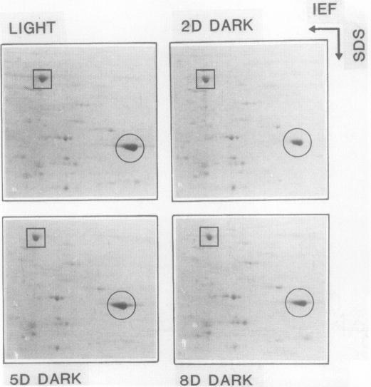 https://cdn.ncbi.nlm.nih.gov/pmc/blobs/20e4/1055768/2d51e4621a85/plntphys00634-0438-a.jpg