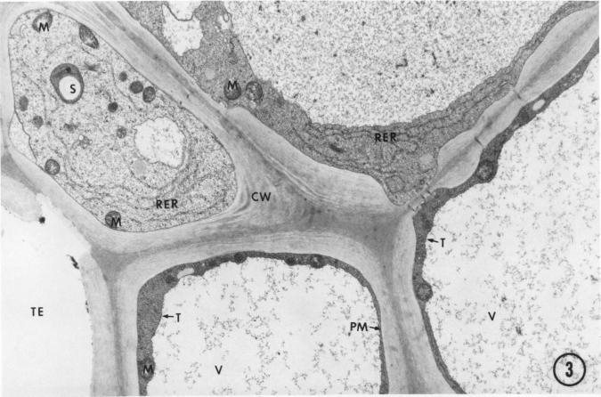 https://cdn.ncbi.nlm.nih.gov/pmc/blobs/20e4/1055768/caf1f23da2c4/plntphys00634-0435-a.jpg