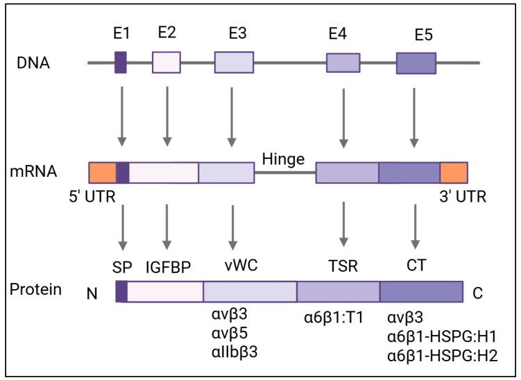 https://cdn.ncbi.nlm.nih.gov/pmc/blobs/20e5/12153564/4d2fd3988f78/cells-14-00761-g002.jpg