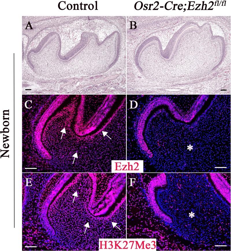 https://cdn.ncbi.nlm.nih.gov/pmc/blobs/20e5/6602580/8d518fd1c236/elife-46426-fig1.jpg