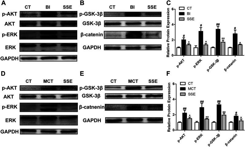https://cdn.ncbi.nlm.nih.gov/pmc/blobs/20e5/8005533/2c88a4cd6f04/fphar-12-618493-g006.jpg