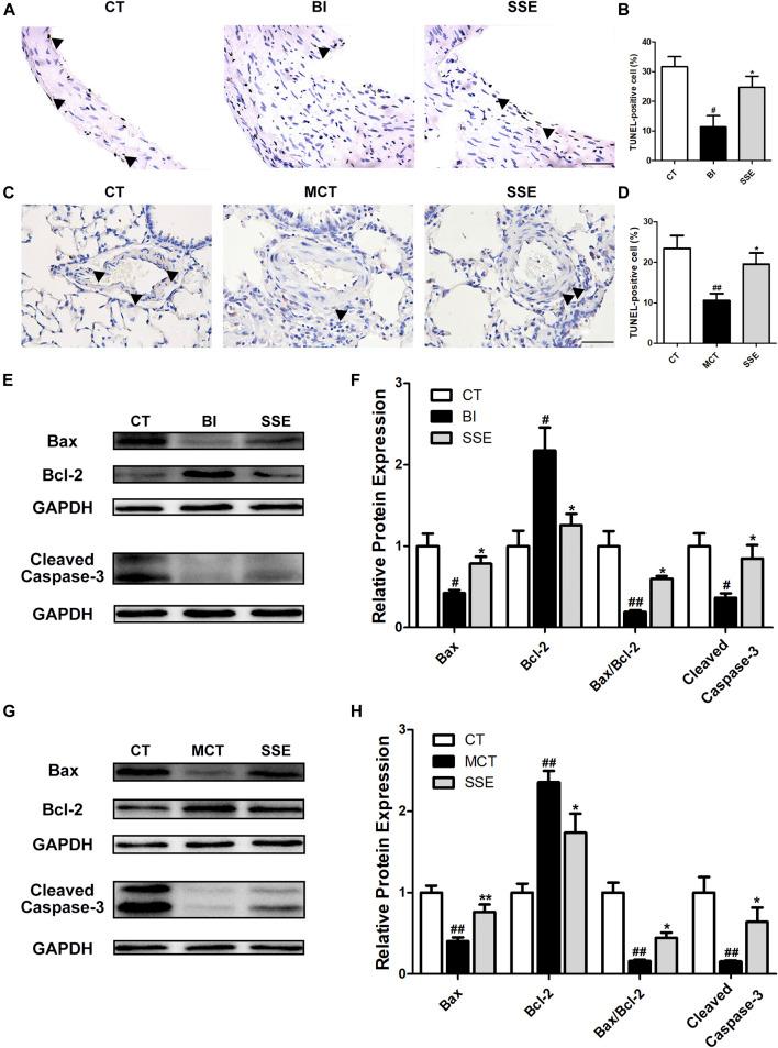 https://cdn.ncbi.nlm.nih.gov/pmc/blobs/20e5/8005533/d2022df21463/fphar-12-618493-g004.jpg