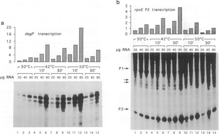https://cdn.ncbi.nlm.nih.gov/pmc/blobs/20ed/398175/007e7261a902/emboj00029-0188-a.jpg
