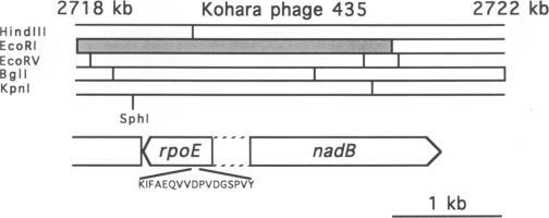 https://cdn.ncbi.nlm.nih.gov/pmc/blobs/20ed/398175/079e985e53a4/emboj00029-0185-a.jpg