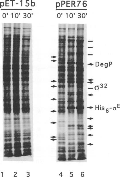 https://cdn.ncbi.nlm.nih.gov/pmc/blobs/20ed/398175/429d785ce067/emboj00029-0189-b.jpg