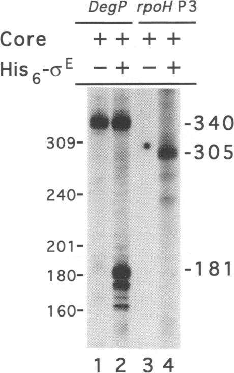 https://cdn.ncbi.nlm.nih.gov/pmc/blobs/20ed/398175/50a073308b7c/emboj00029-0185-b.jpg