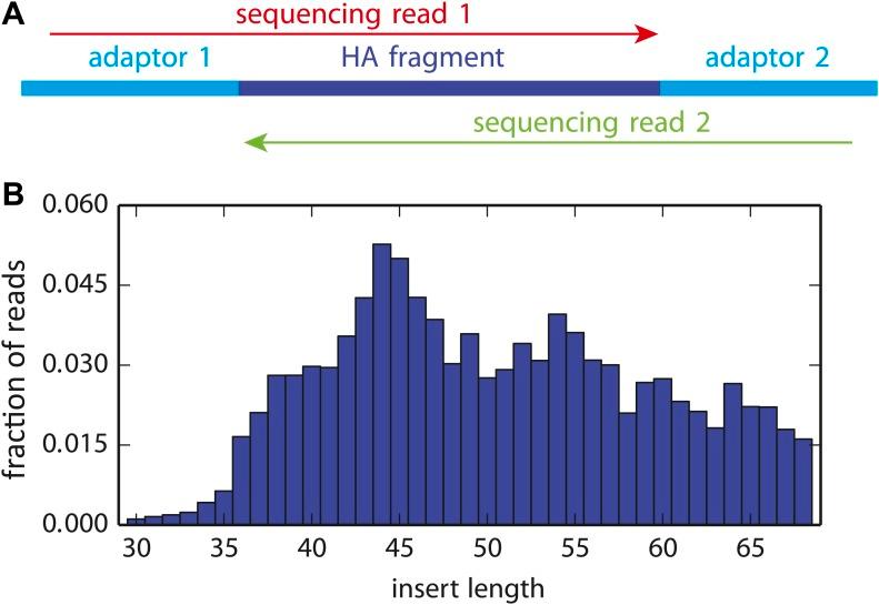 https://cdn.ncbi.nlm.nih.gov/pmc/blobs/20ed/4109307/2432aefba8ad/elife03300fs001.jpg