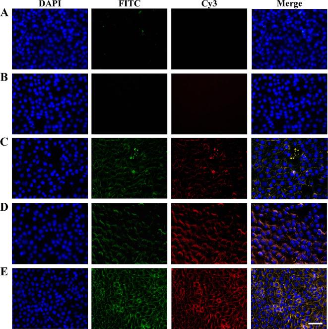 https://cdn.ncbi.nlm.nih.gov/pmc/blobs/20f2/11163783/a0bb7a3fcafc/12951_2024_2588_Fig4_HTML.jpg