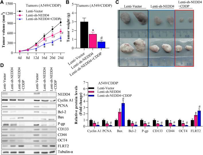 https://cdn.ncbi.nlm.nih.gov/pmc/blobs/20f2/11496253/618c6dd086ad/fphar-15-1459978-g007.jpg