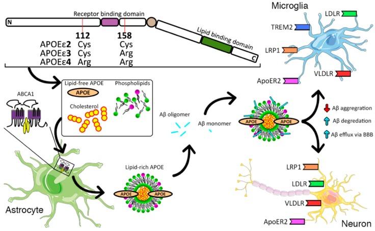 https://cdn.ncbi.nlm.nih.gov/pmc/blobs/20f2/6337314/9fb6835948c2/ijms-20-00081-g001.jpg