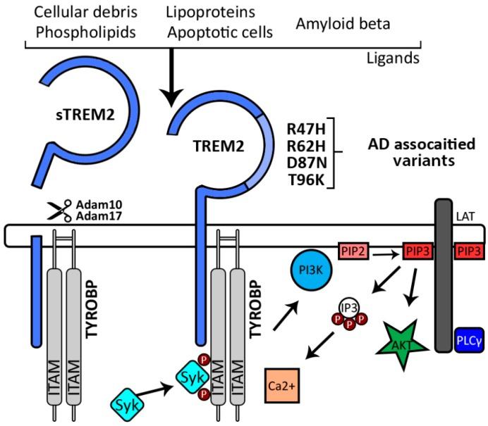 https://cdn.ncbi.nlm.nih.gov/pmc/blobs/20f2/6337314/daf88ac5815e/ijms-20-00081-g002.jpg