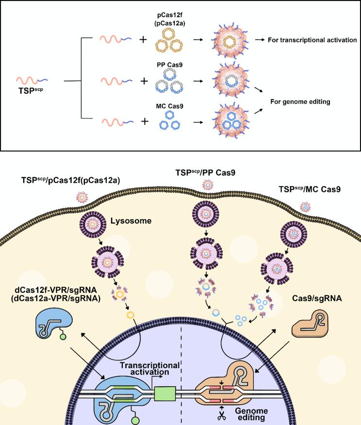 https://cdn.ncbi.nlm.nih.gov/pmc/blobs/20f3/11127455/c6b1c76018d3/12951_2024_2554_Fig1_HTML.jpg