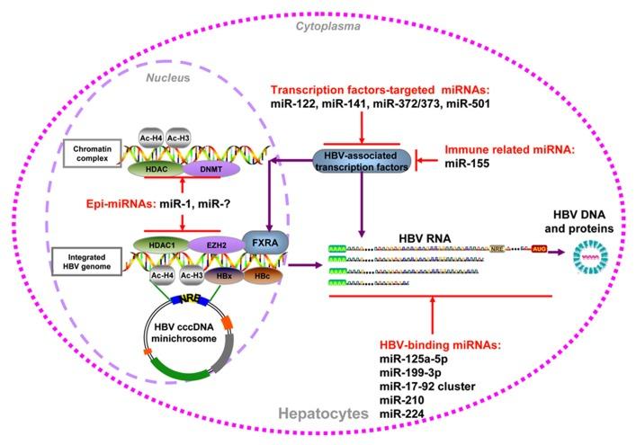 https://cdn.ncbi.nlm.nih.gov/pmc/blobs/20f6/3796260/4c314e1ec553/fgene-04-00202-g001.jpg