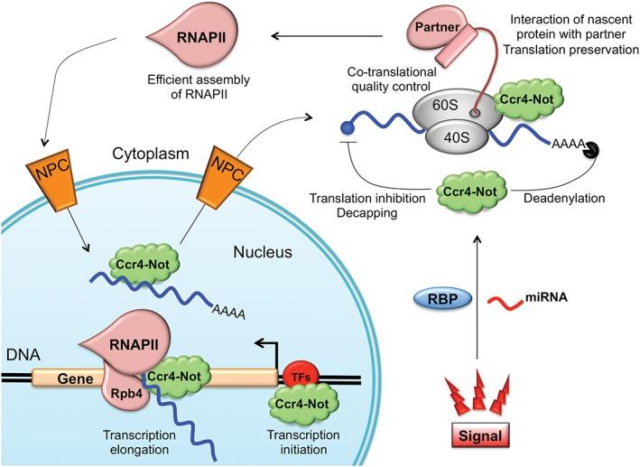 https://cdn.ncbi.nlm.nih.gov/pmc/blobs/20fb/5066686/beffcb5da39c/WRNA-7-438-g003.jpg