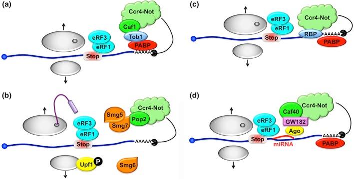 https://cdn.ncbi.nlm.nih.gov/pmc/blobs/20fb/5066686/f28bb28cdfa0/WRNA-7-438-g001.jpg