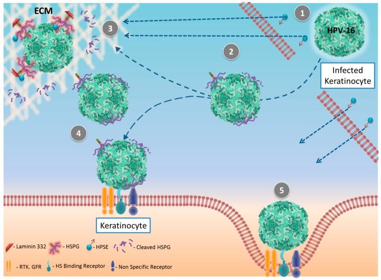 https://cdn.ncbi.nlm.nih.gov/pmc/blobs/20fb/5618000/3fb919a10fa5/pathogens-06-00043-g003.jpg