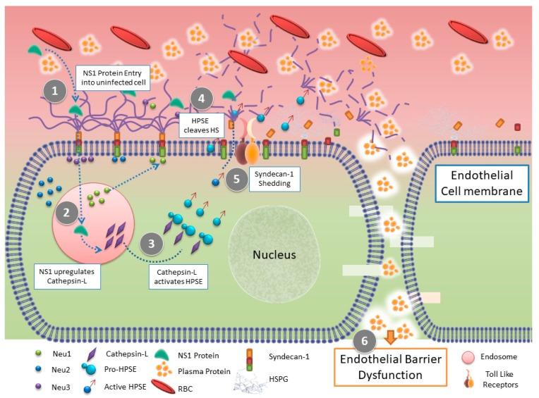 https://cdn.ncbi.nlm.nih.gov/pmc/blobs/20fb/5618000/6e5810205940/pathogens-06-00043-g002.jpg