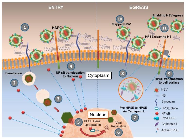 https://cdn.ncbi.nlm.nih.gov/pmc/blobs/20fb/5618000/89cd2095cb41/pathogens-06-00043-g001.jpg