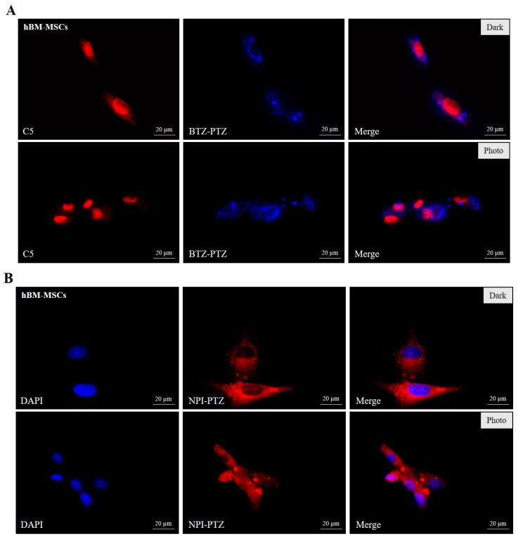 https://cdn.ncbi.nlm.nih.gov/pmc/blobs/2101/12196274/91317fd61117/nanomaterials-15-00894-g005.jpg