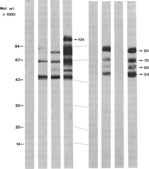 https://cdn.ncbi.nlm.nih.gov/pmc/blobs/2101/287326/741be623adc5/pnas00252-0316-a.jpg