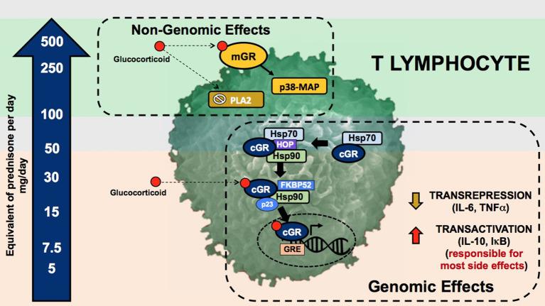 https://cdn.ncbi.nlm.nih.gov/pmc/blobs/2101/7921306/841e756714b7/fmed-08-622225-g0001.jpg