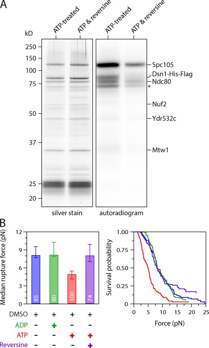 https://cdn.ncbi.nlm.nih.gov/pmc/blobs/2101/8641409/43bdbfa4787e/JCB_202106130_Fig2.jpg