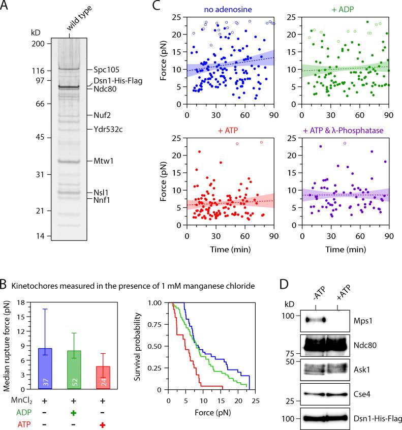 https://cdn.ncbi.nlm.nih.gov/pmc/blobs/2101/8641409/8f8d5c5dab6e/JCB_202106130_FigS1.jpg