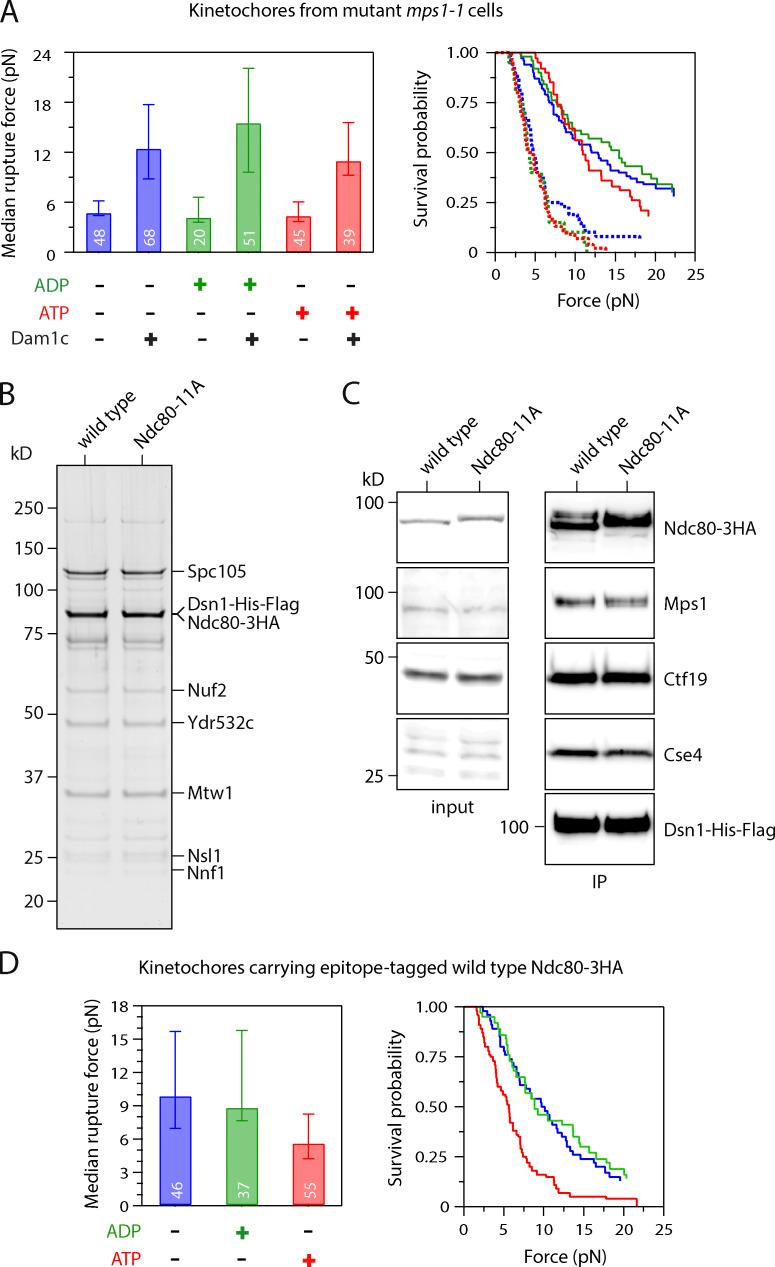 https://cdn.ncbi.nlm.nih.gov/pmc/blobs/2101/8641409/c4002c6b86b4/JCB_202106130_FigS2.jpg