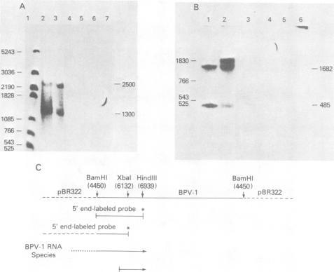 https://cdn.ncbi.nlm.nih.gov/pmc/blobs/2105/255293/b8451584ea7a/jvirol00144-0146-a.jpg