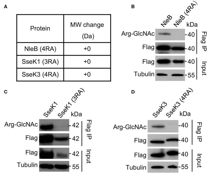 https://cdn.ncbi.nlm.nih.gov/pmc/blobs/2106/7214673/692601f0477c/fcimb-10-00197-g0002.jpg