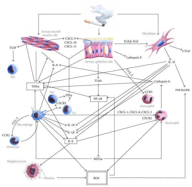 https://cdn.ncbi.nlm.nih.gov/pmc/blobs/210a/5220474/1a8238f56e65/OMCL2016-7808576.001.jpg