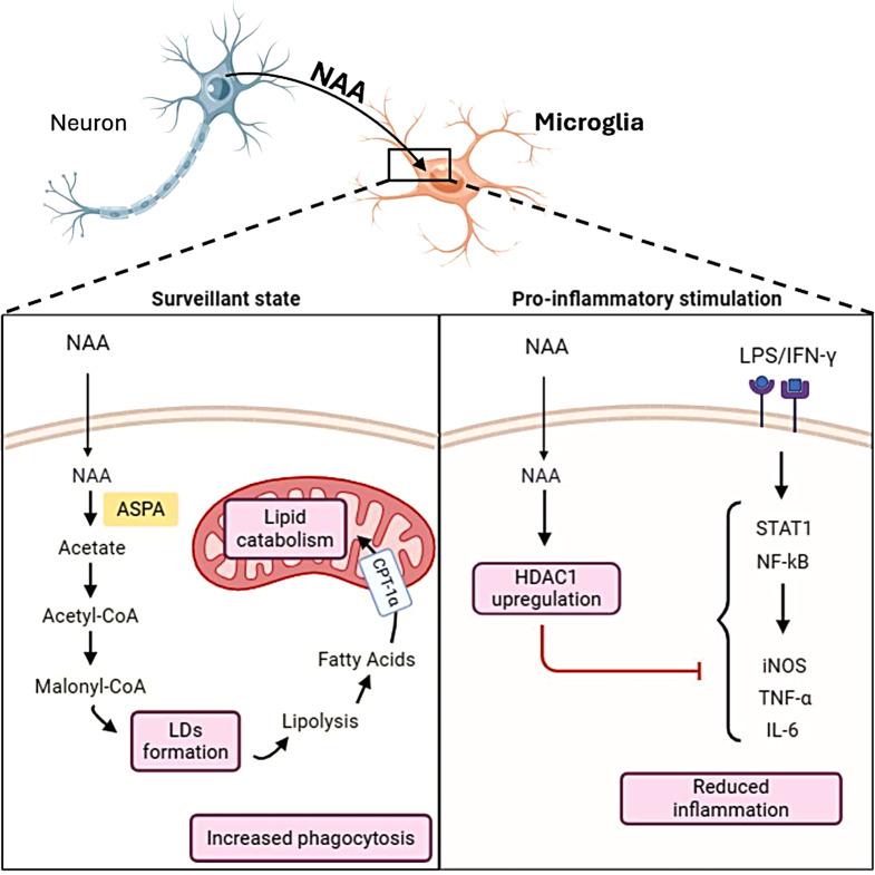 https://cdn.ncbi.nlm.nih.gov/pmc/blobs/210d/11587775/2d66412b1d07/12964_2024_1947_Fig6_HTML.jpg