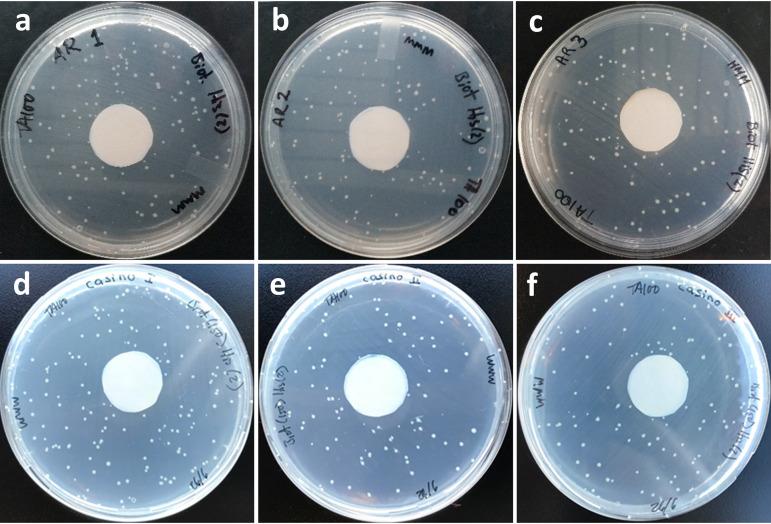 https://cdn.ncbi.nlm.nih.gov/pmc/blobs/210e/8561835/d60dd48a08bf/jmbe.00143-21-f003.jpg